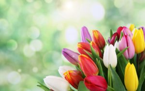 cool-tulip-flowers-wallpaper